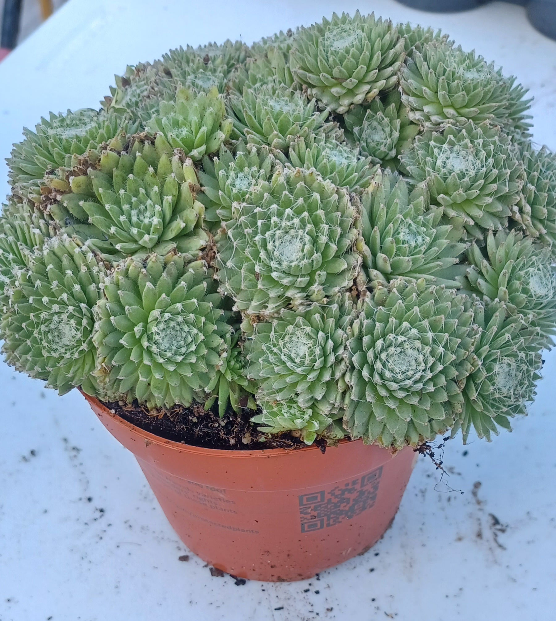 Sempervivum Green Ice Fuzzy Alpine Plants 10cm Potted