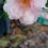 Thumbnail: Camellia Sasanqua Jean May Pink Winter Flowering 10L 80cm Tall 