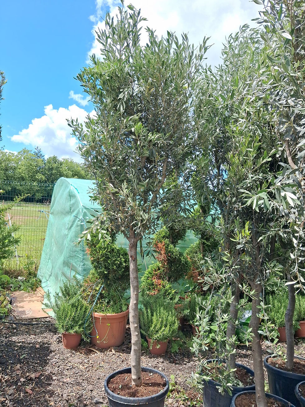 Thumbnail: Olive Tree Large Approx 2 metres Tall 45L UK Hardy