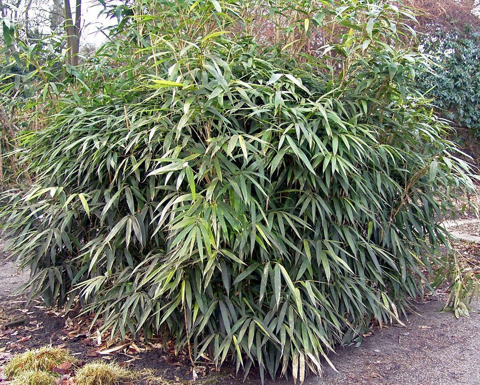 PSEUDOSASA JAPONICA BAMBOO SMALL Clump 2-3 STEMS Live Screen GIANT BAMBOO