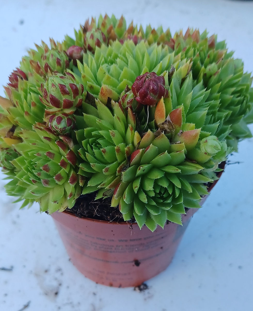 Sempervivum Jovibarba Red Alpine Succulent 9cm Potted
