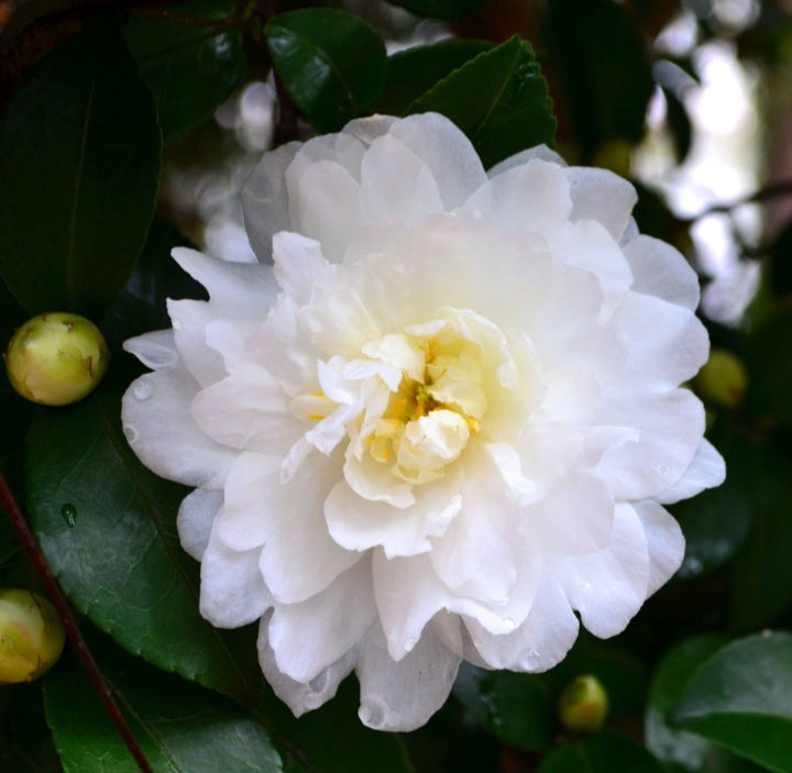 Camellia Sasanqua White Immacolata Winter Flowering 10L 80cm Tall