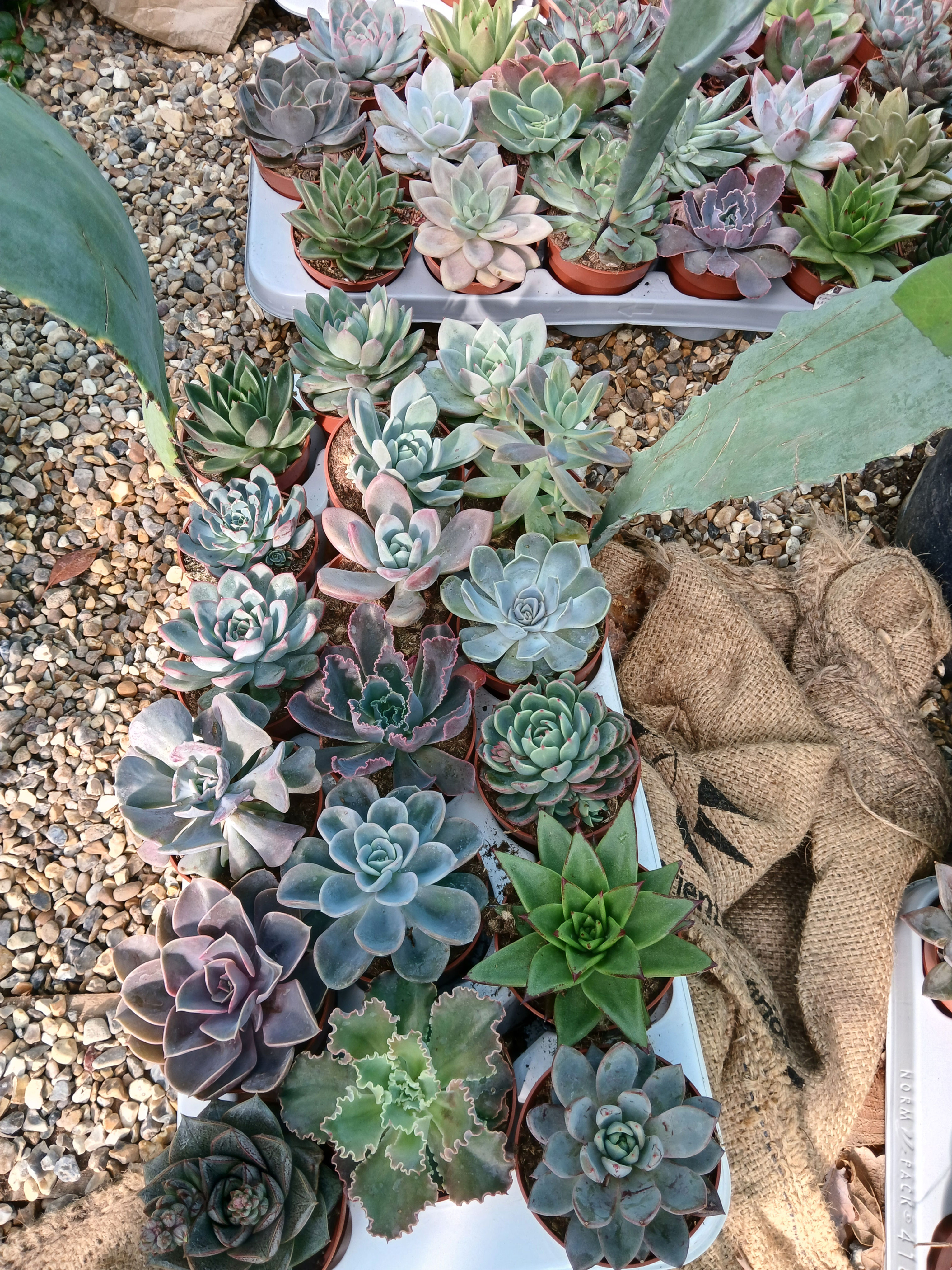 Mixed Lot 3 Echeveria Succulent Plants Potted