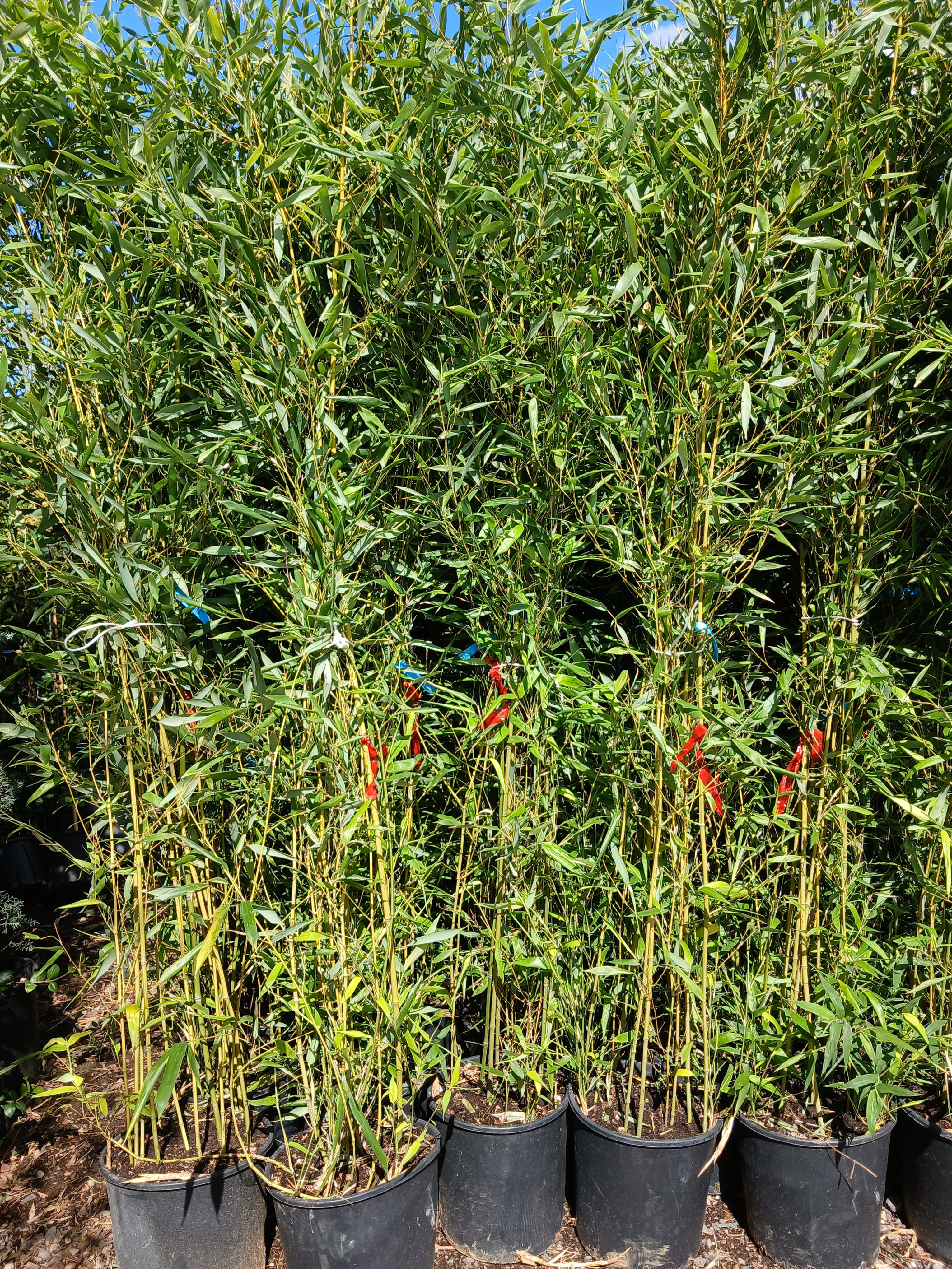 Phyllostachys Bissettii Running Bamboo Plant 18L Potted