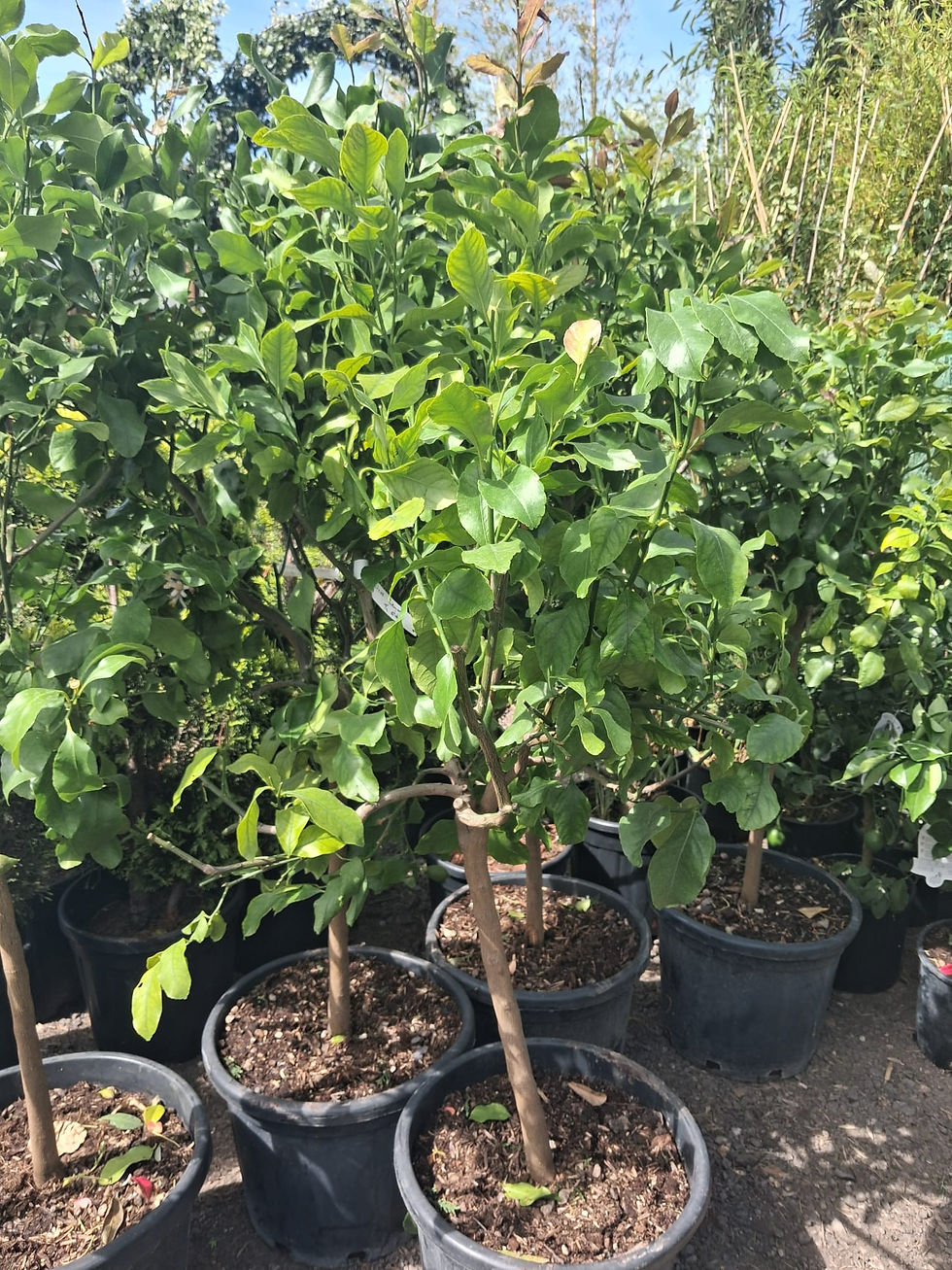 Thumbnail: Large Lemon Citrus Fruit Tree Potted 25L 1 Metre Tall