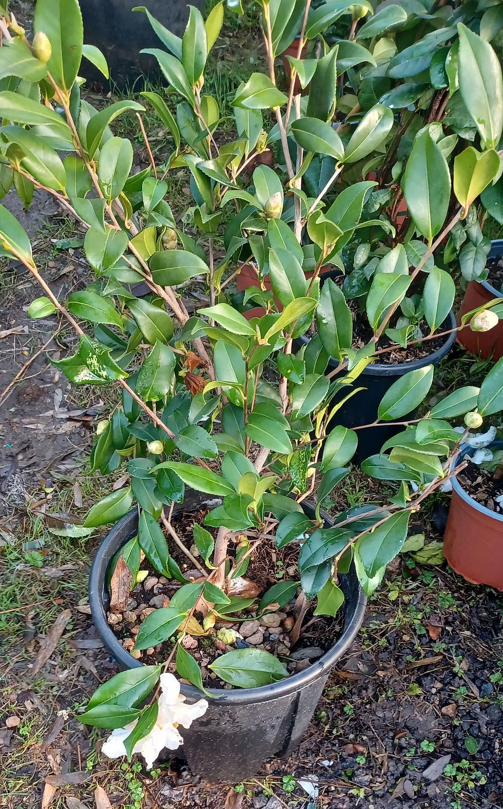 Thumbnail: Camellia Vernalis Hiryu White Spring Flowering 10L 80cm Tall
