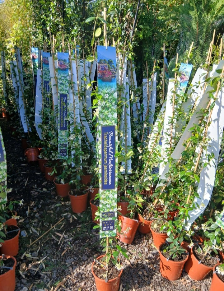 Thumbnail: Scented Star Jasmine Evergreen White Flowering 2L 1.5 Metres Tall