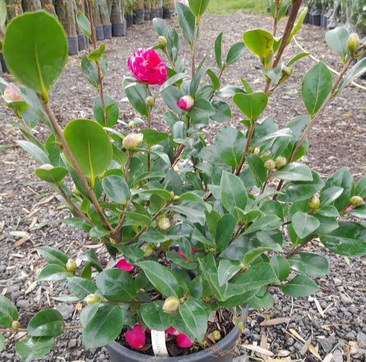 Thumbnail: Camellia Bonanza Rosa Hot Pink Winter Flowering 10L 80cm Tall