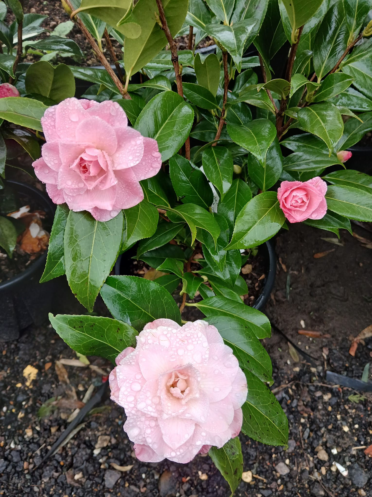 Compact Camellia Japonica Hybrid Pink Alfa Winter Flowering 10L