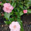 Thumbnail: Camellia Japonica Hybrid Pink Alfa Winter Flowering 10L 60cm Tall