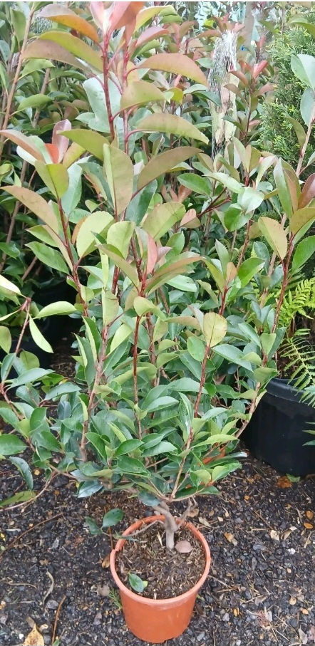 Photinia Red Robin Hedging Evergreen 5L 1 Metre Plant