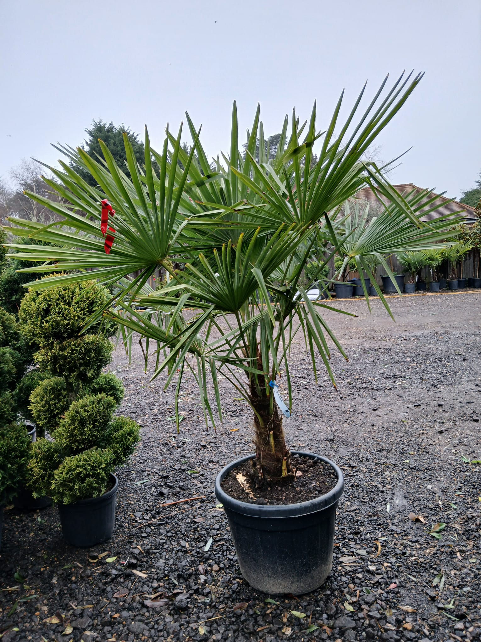 Trachycarpus Fortunei Fan Palm UK hardy 50L Pot 1.5 Metres Tall