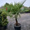 Thumbnail: Trachycarpus Fortunei Fan Palm UK hardy 50L Pot 1.5 Metres Tall