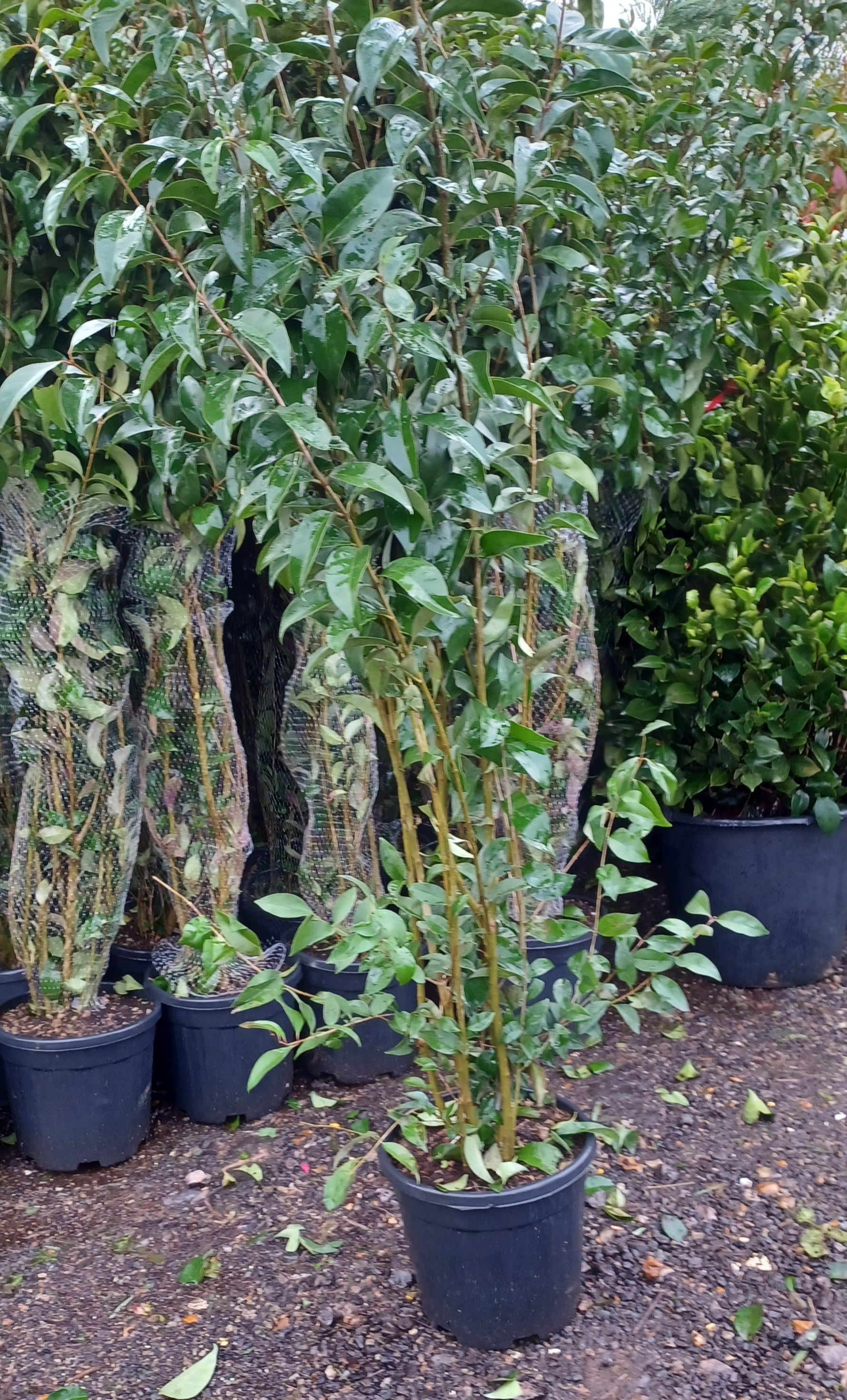 Evergreen Hardy Privet Fast Growing Hedging 12L 2 Metres Tall Plant