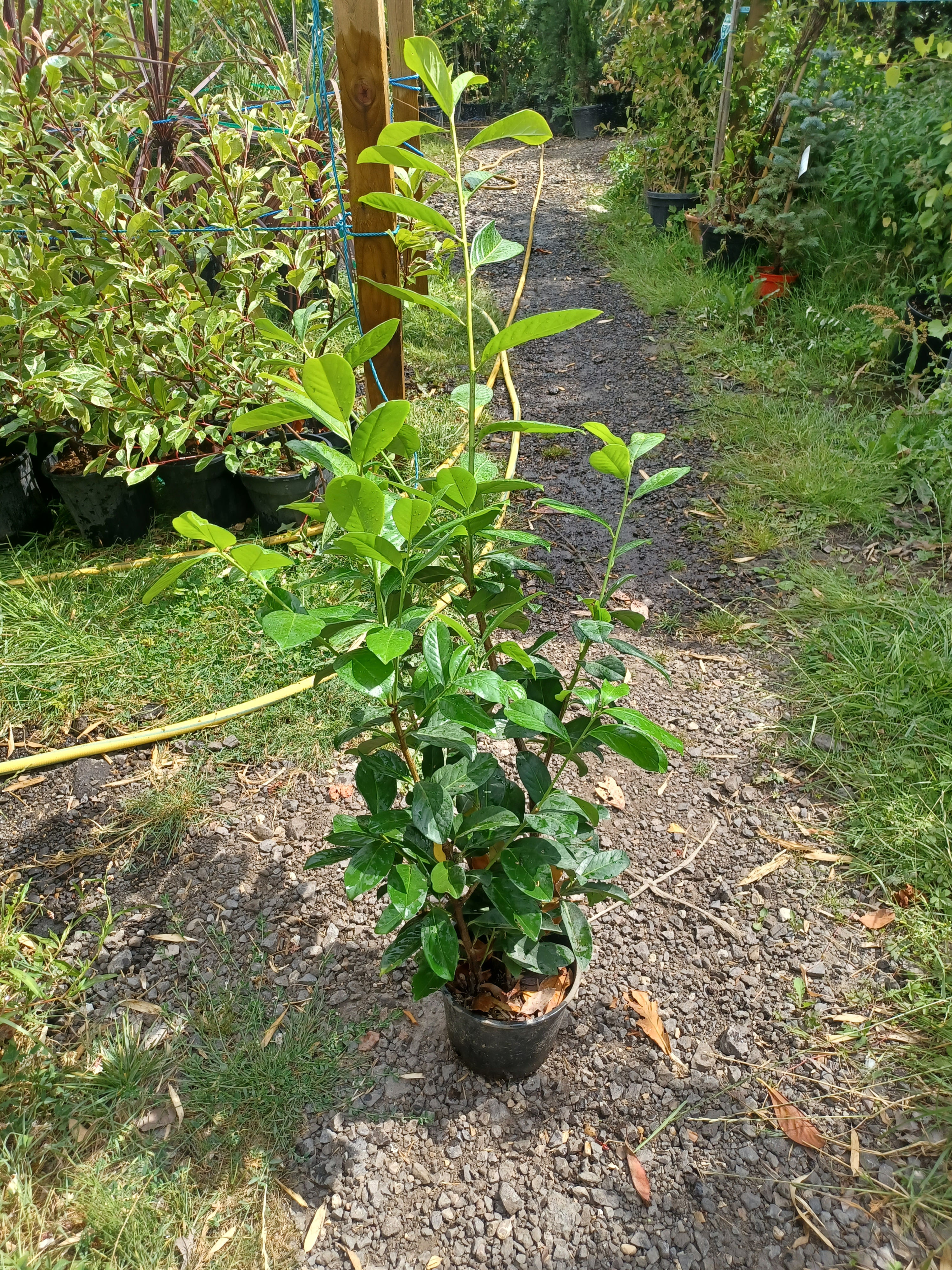 Laurel Evergreen Hedging 2L Potted Plants