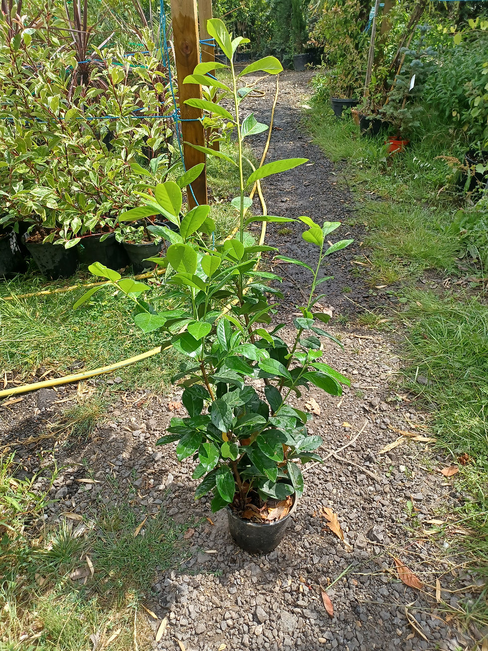 Thumbnail: Laurel Evergreen Hedging 2L Potted Plants