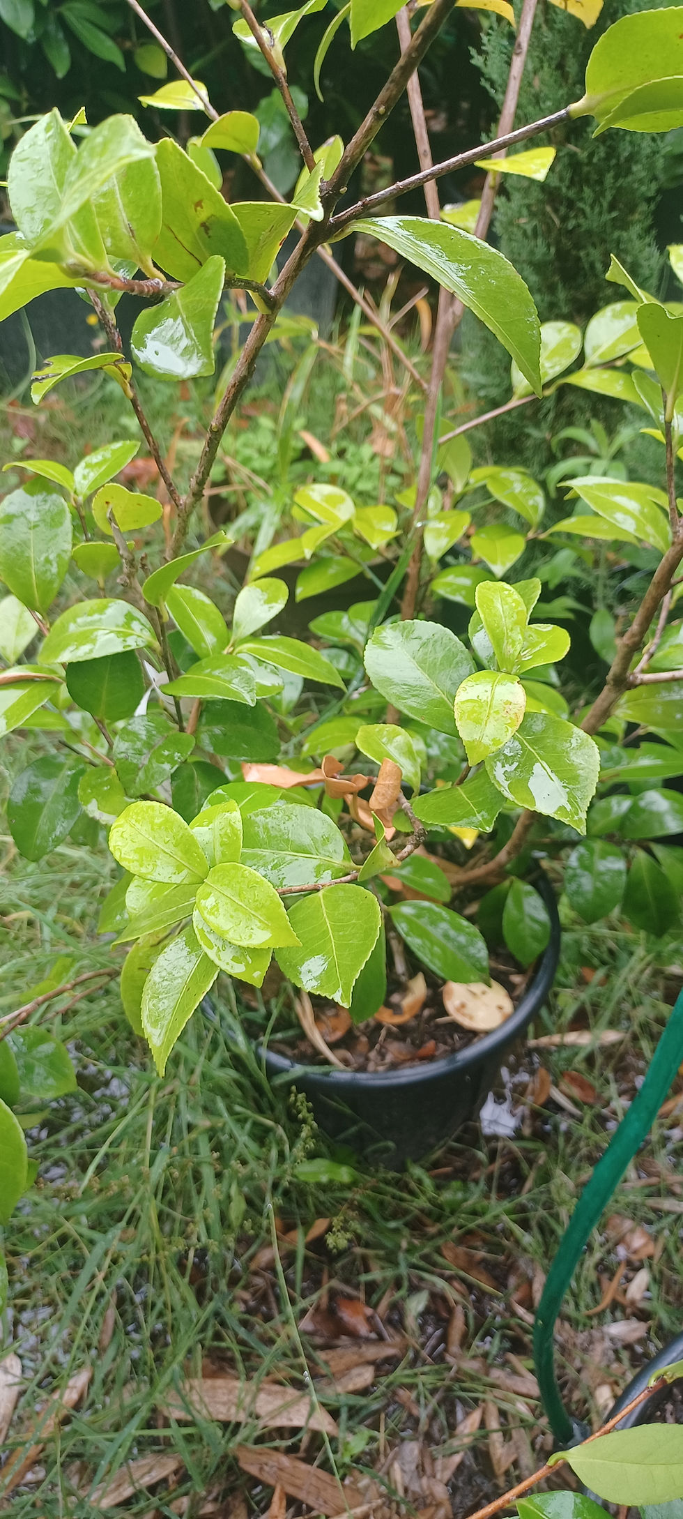Thumbnail: Camellia Sasanqua Beatrice Emily Pink White Winter Flowering 10L 80cm Tall