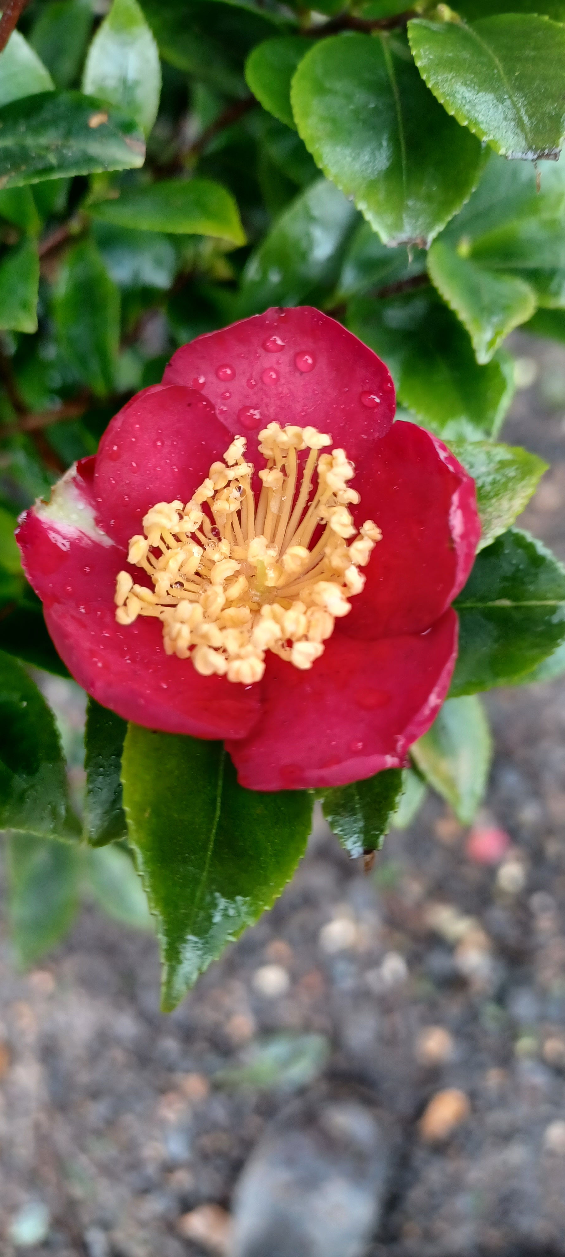 Camellia Sasanqua Red Yuletide Winter Flowering 55L 1.5 Metres Tall
