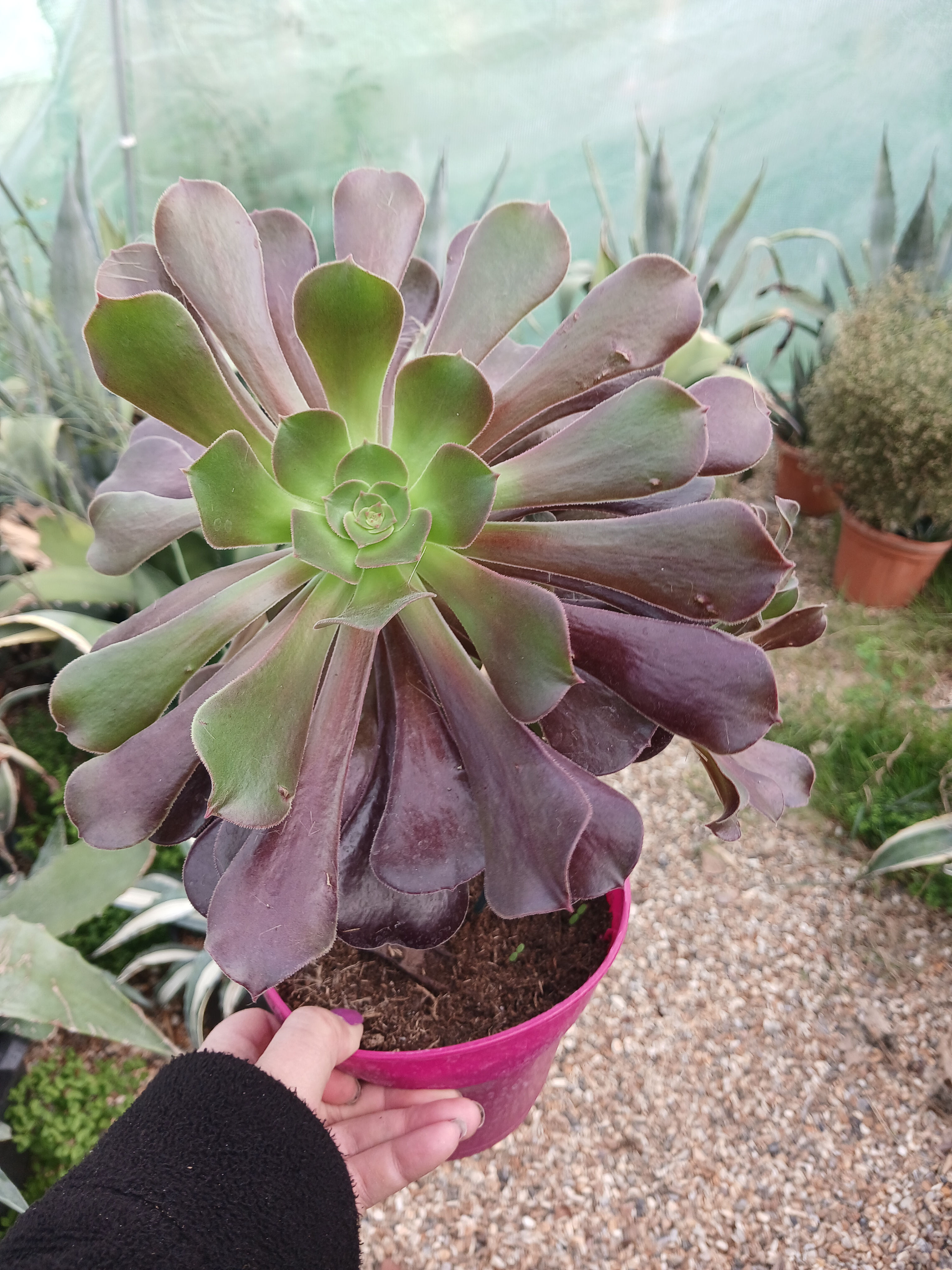 Large Black Aeonium Velour Succulent Plant