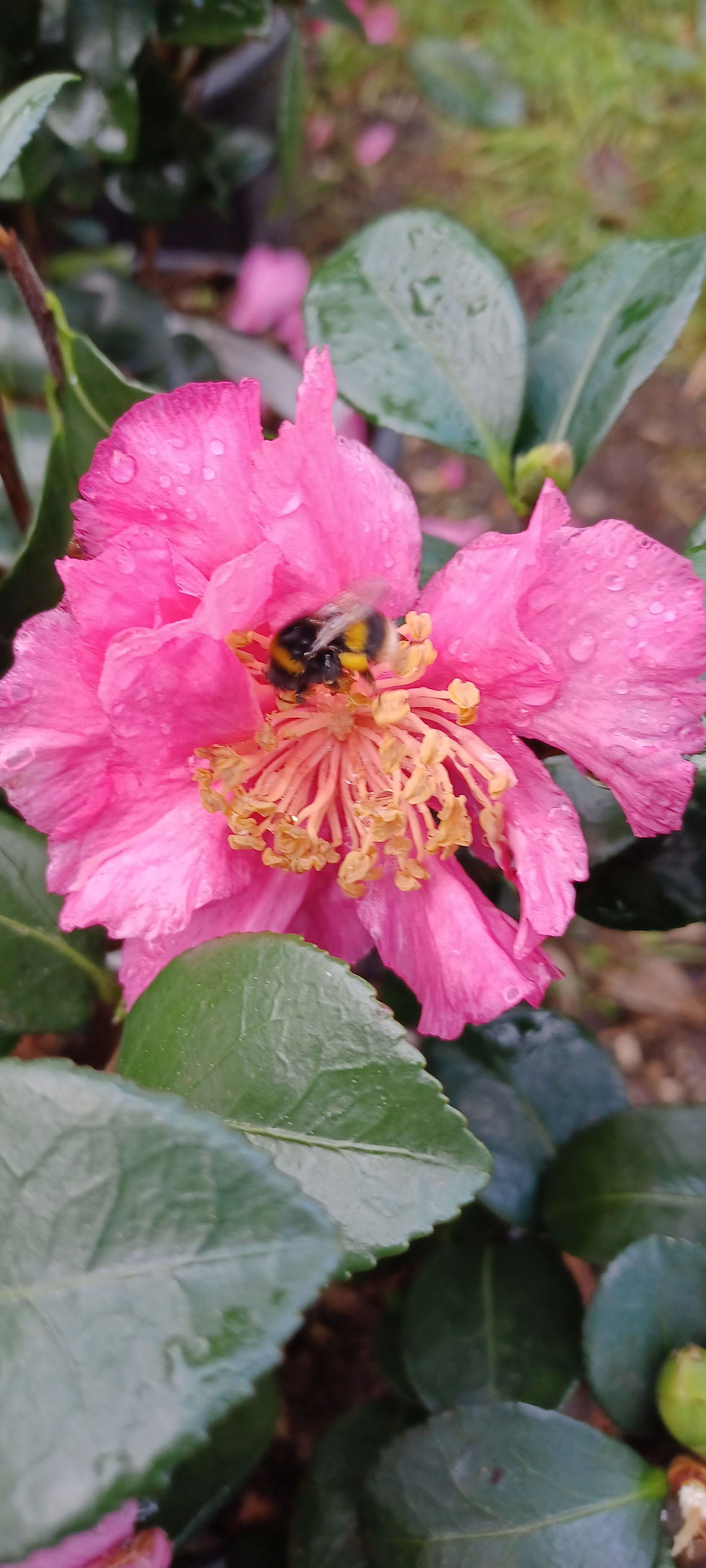 Camellia Bonanza Rosa Hot Pink Winter Flowering 10L 80cm Tall