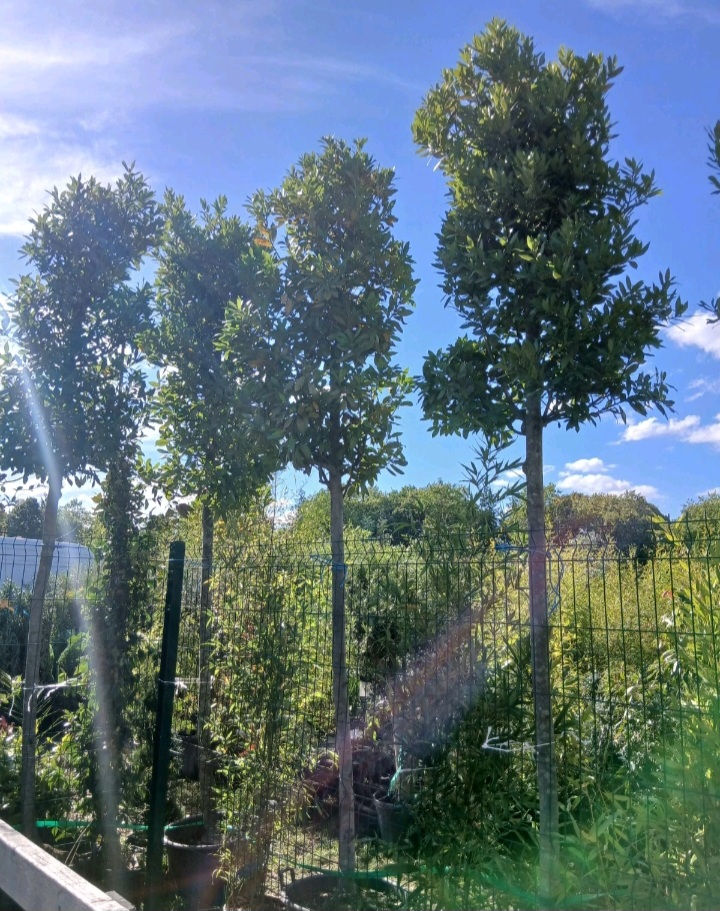 Thumbnail: Laurus Nobilis Bay Trees Screening Extra Mature Trees 300cm 90L Pots Evergreen 