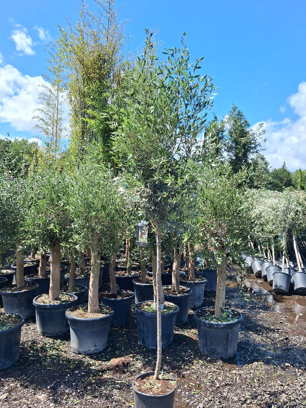 Thumbnail: Olive Tree Large Approx 2 metres Tall 18L UK Hardy