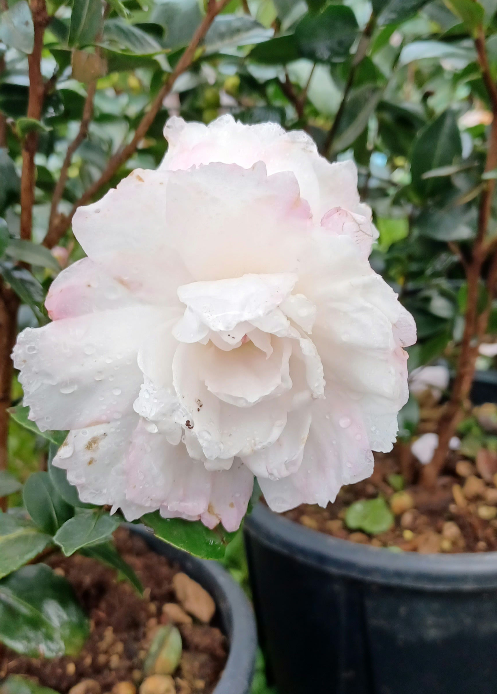 Camellia Sasanqua Beatrice Emily Pink White Winter Flowering 10L 80cm Tall