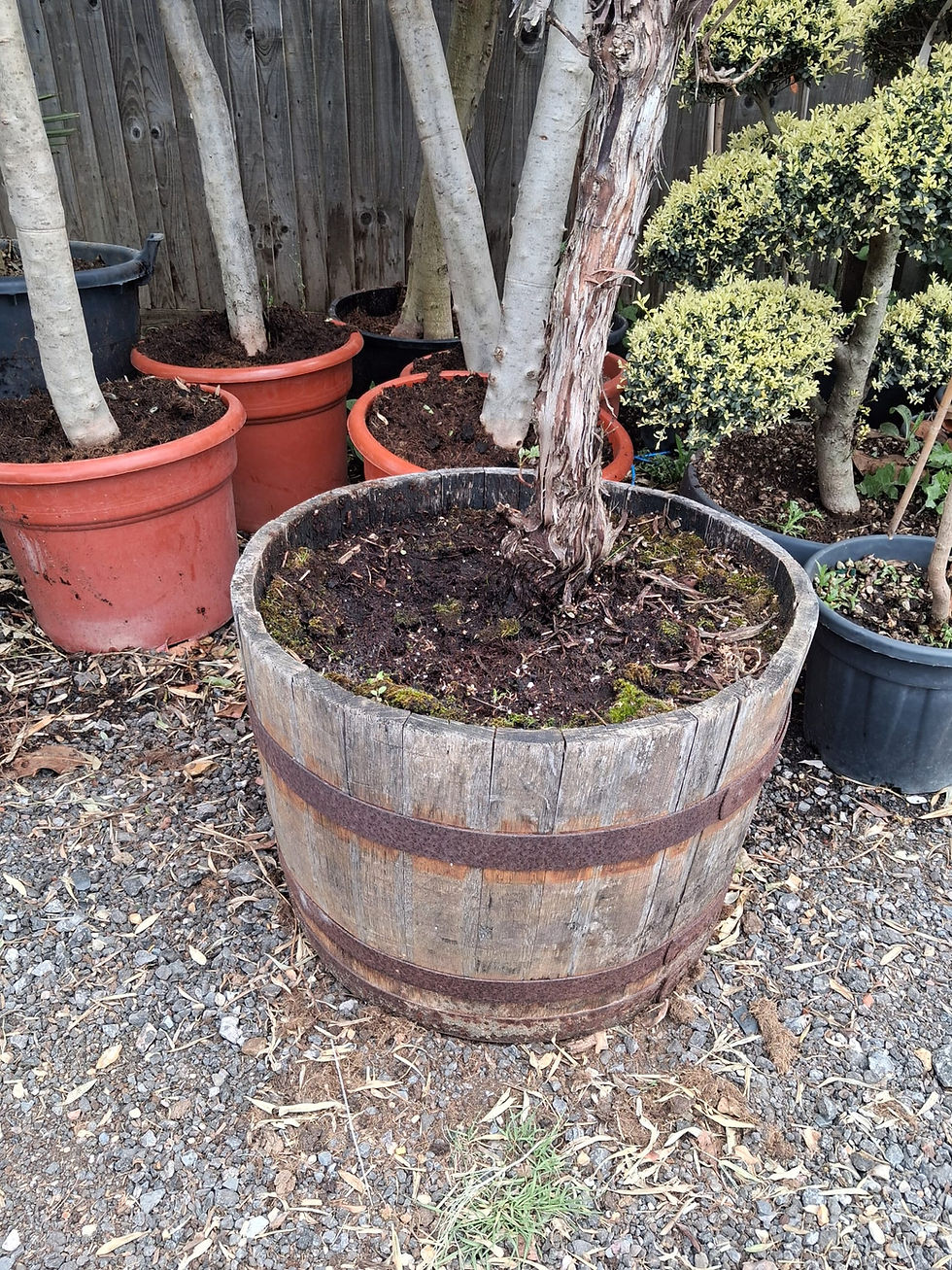 Thumbnail: Very Old Large Grapevine in Barrel Container