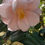 Thumbnail: Camellia Japonica Hagoromo Pink Flowering 80cm Tall Plant