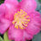 Thumbnail: Camellia Sasanqua Kanjiro Deep Pink Winter Flowering 10L 80cm Tall 