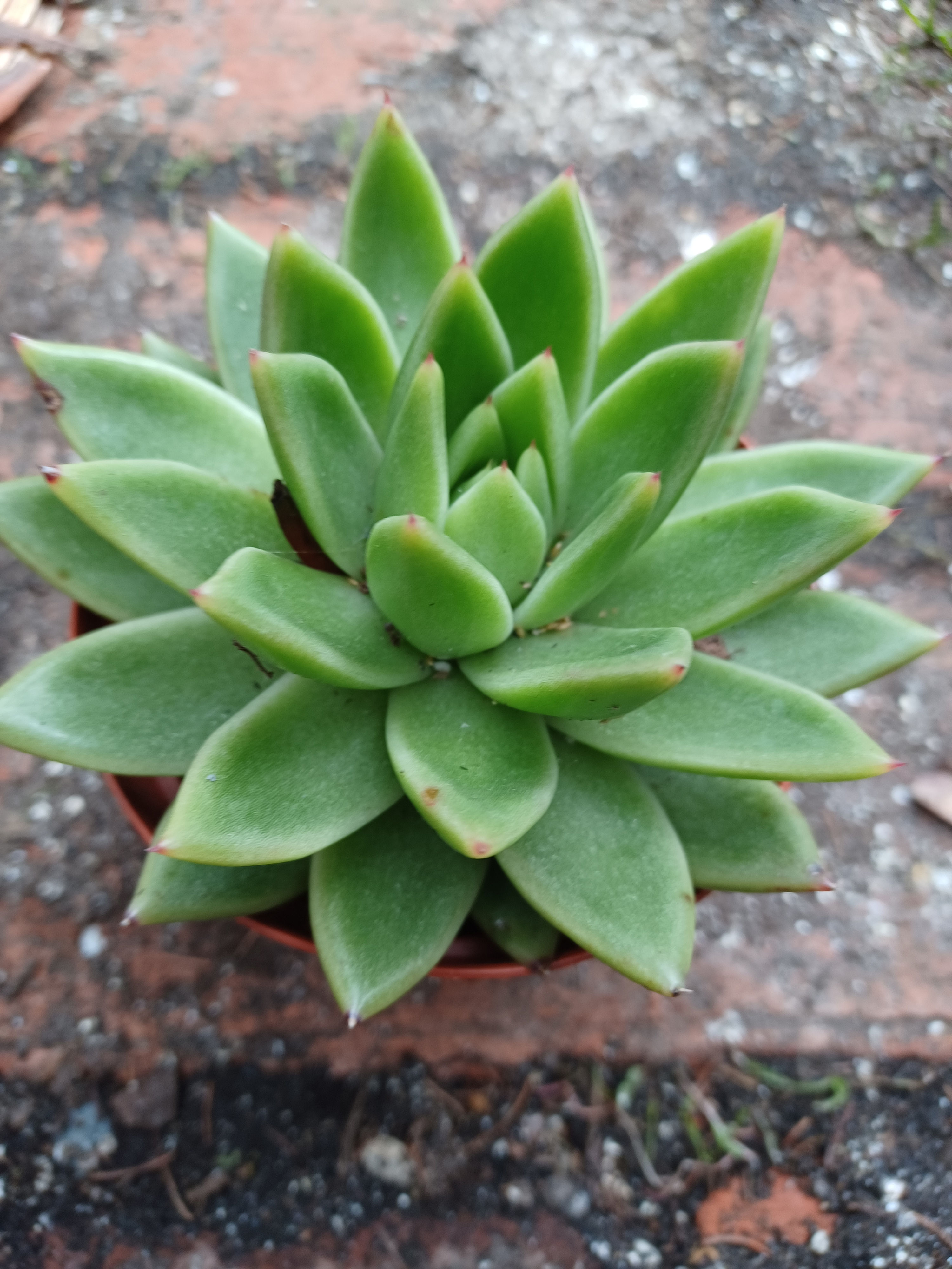 Echeveria Agavoides Wax Succulent Plant Potted