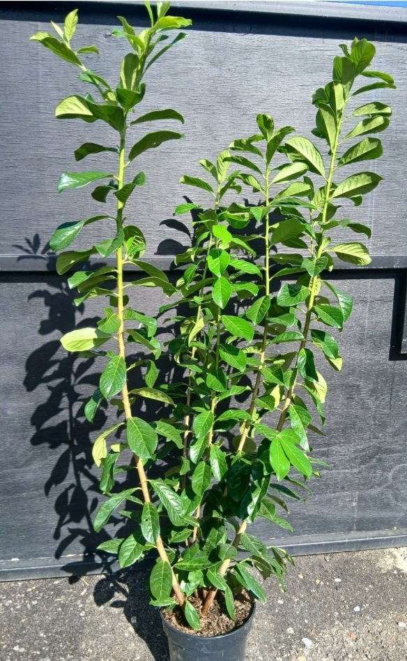 Cherry Laurel/ Common Laurel Hedging Plants 120-130cm 10L Potted