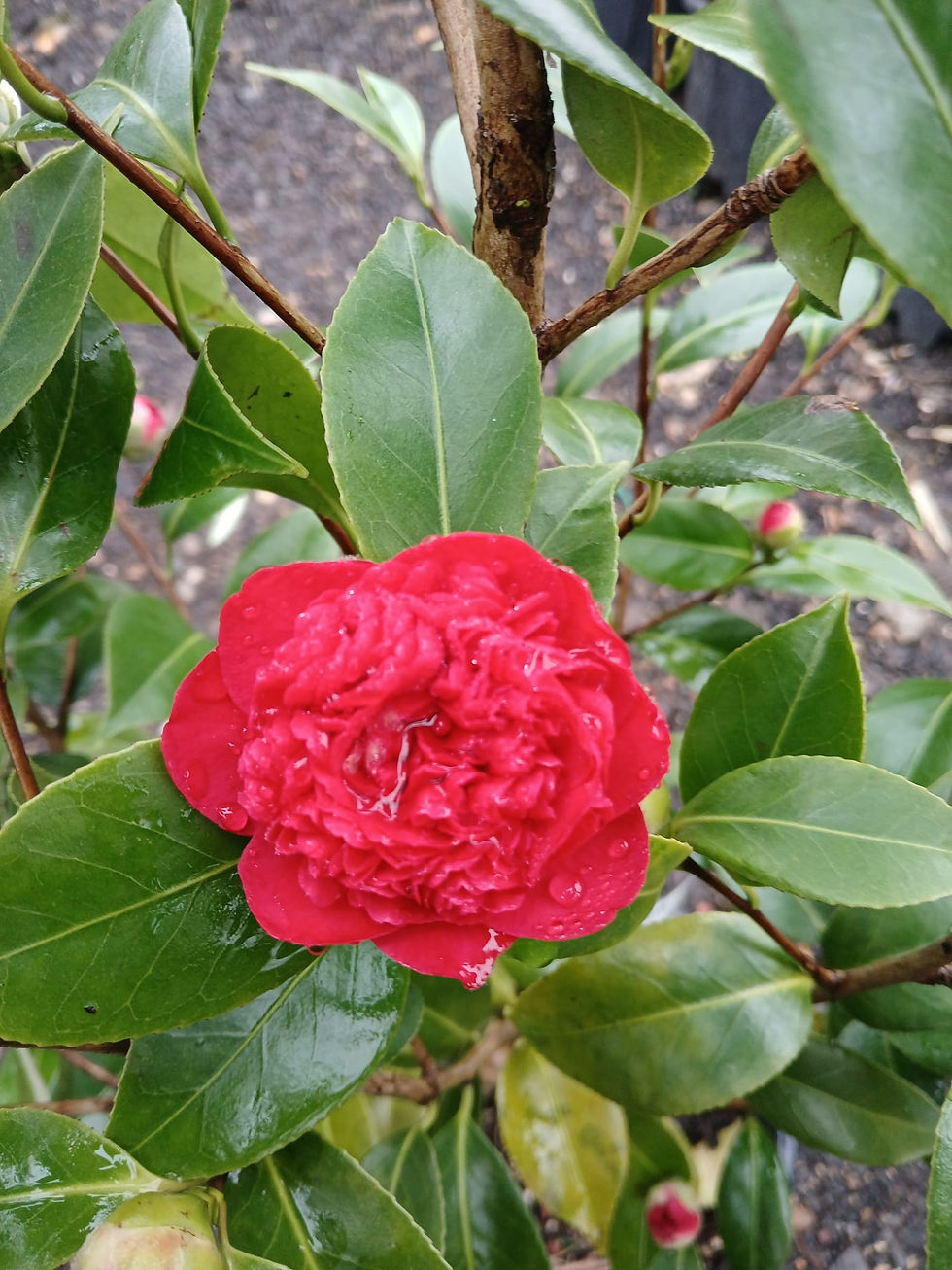 Thumbnail: Camellia Nova Dolly Dyer Red Winter Flowering 10L 1m Tall