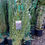 Thumbnail: Eucalyptus Silverana Gunnii 10L Potted 1.5 Metres Tall Potted Plant