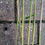 Thumbnail: Asian Wonder SMALL CLUMP 3-6 STEMS Pink bamboo stems live plant