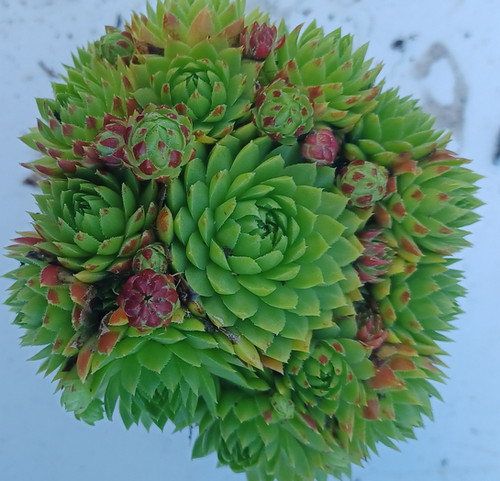Jovibarba Red Sempervivum | Buy Succulent Plants UK