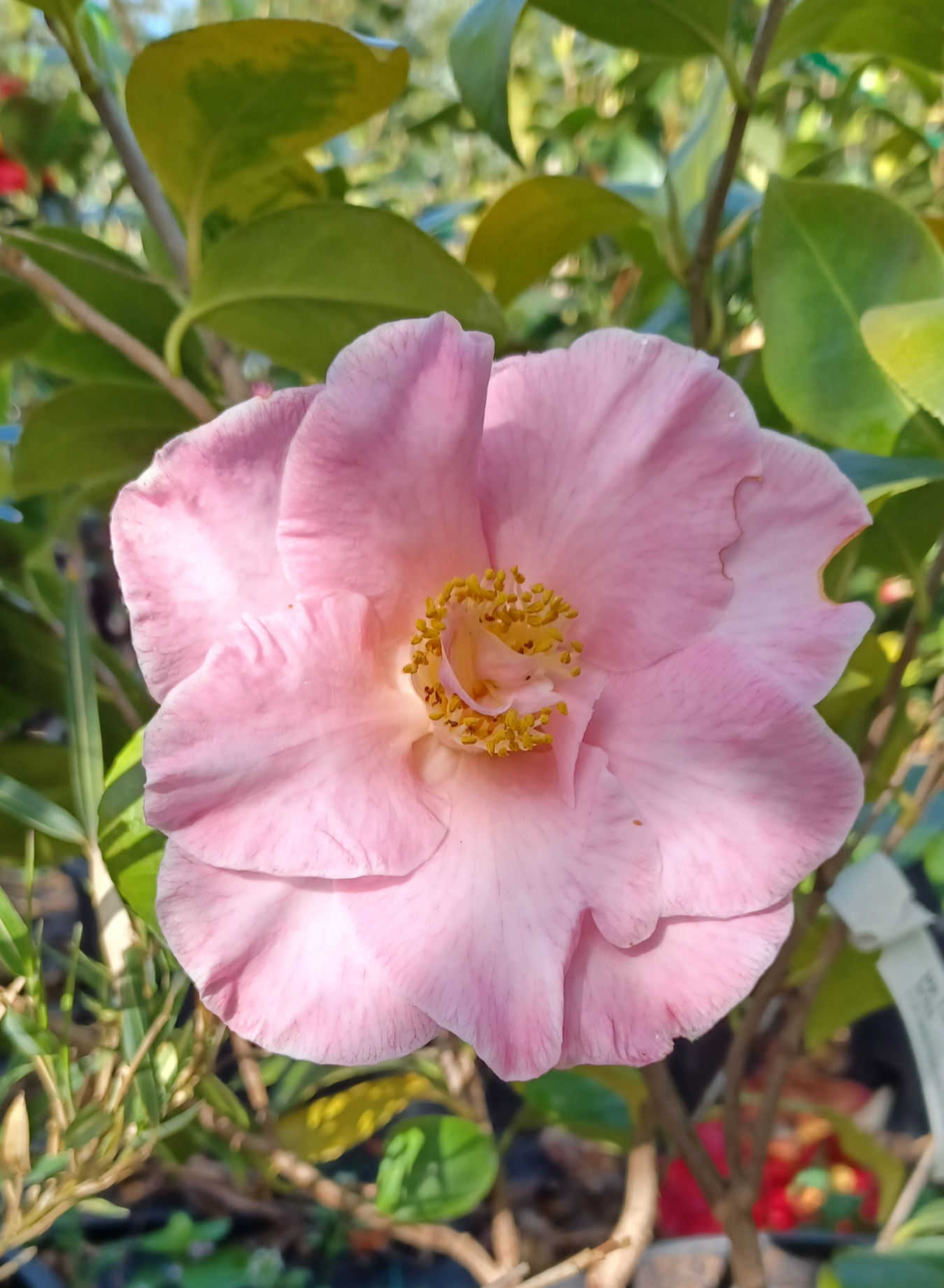Camellia Japonica Rosa Pink Laurie Bray Winter Flowering 10L 80cm Tall