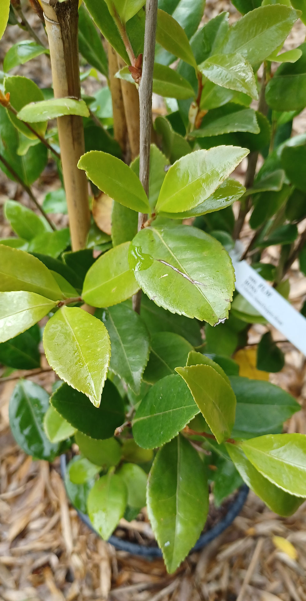 Thumbnail: Camellia Sasanqua Beatrice Emily Pink White Winter Flowering 10L 80cm Tall