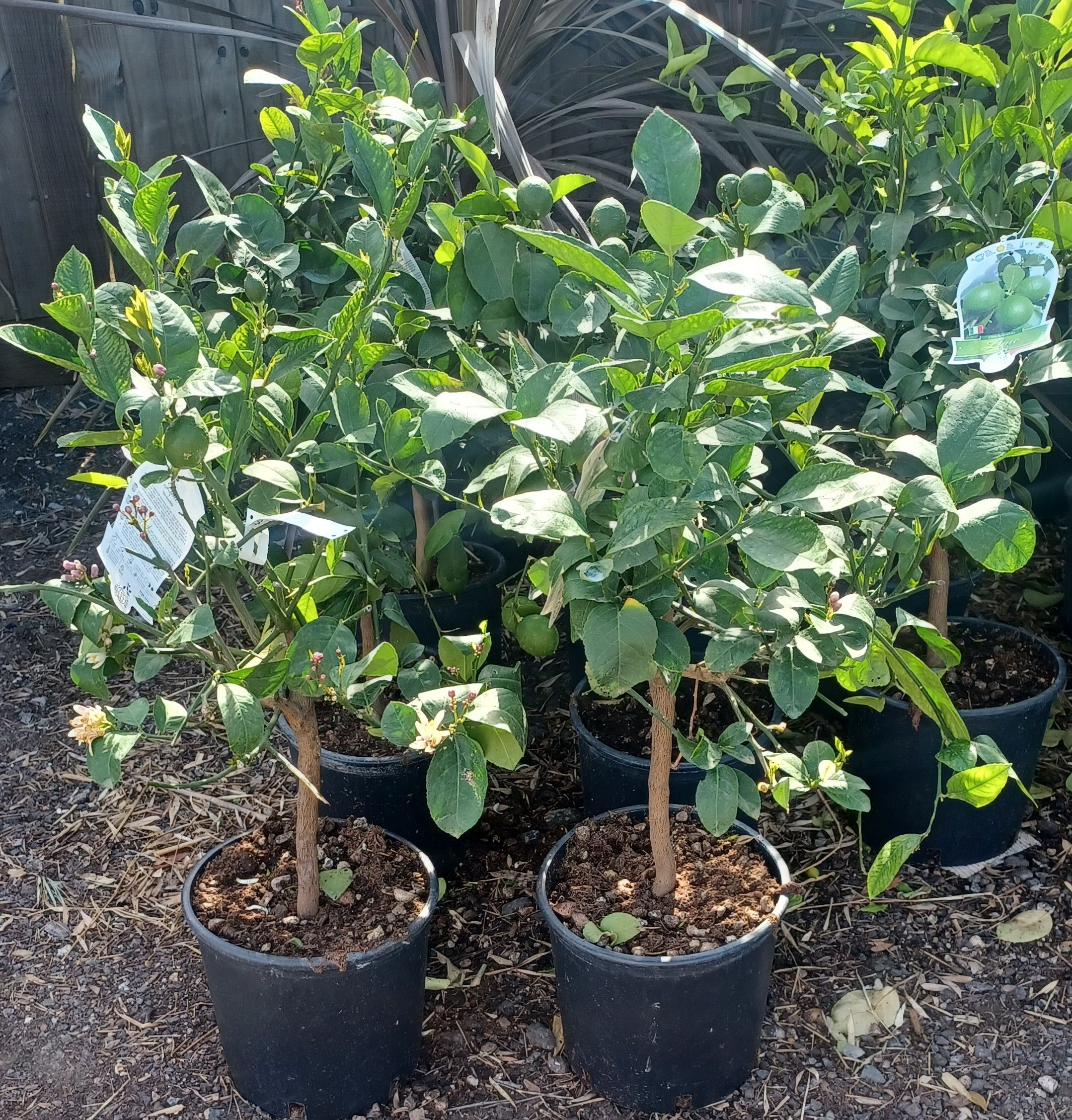Lime Fruit Tree Citrus Tree Shrub 10L 50cm Semi Hardy