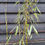 Thumbnail: Fargesia Robusta CAMPBELL Bamboo JUMBO CLUMP 3-6 STEMS LIVE CLUMP APPROX 150CM