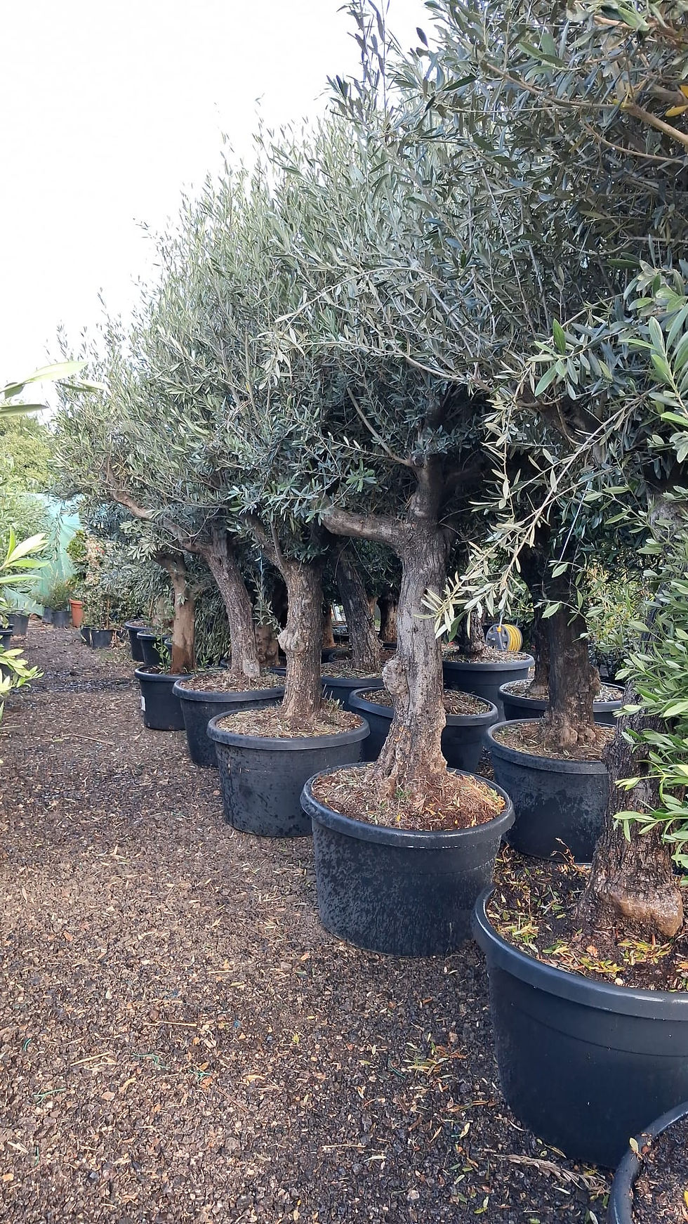 Thumbnail: Large European Olive Tree 2.5 Metres Tall 170L Potted
