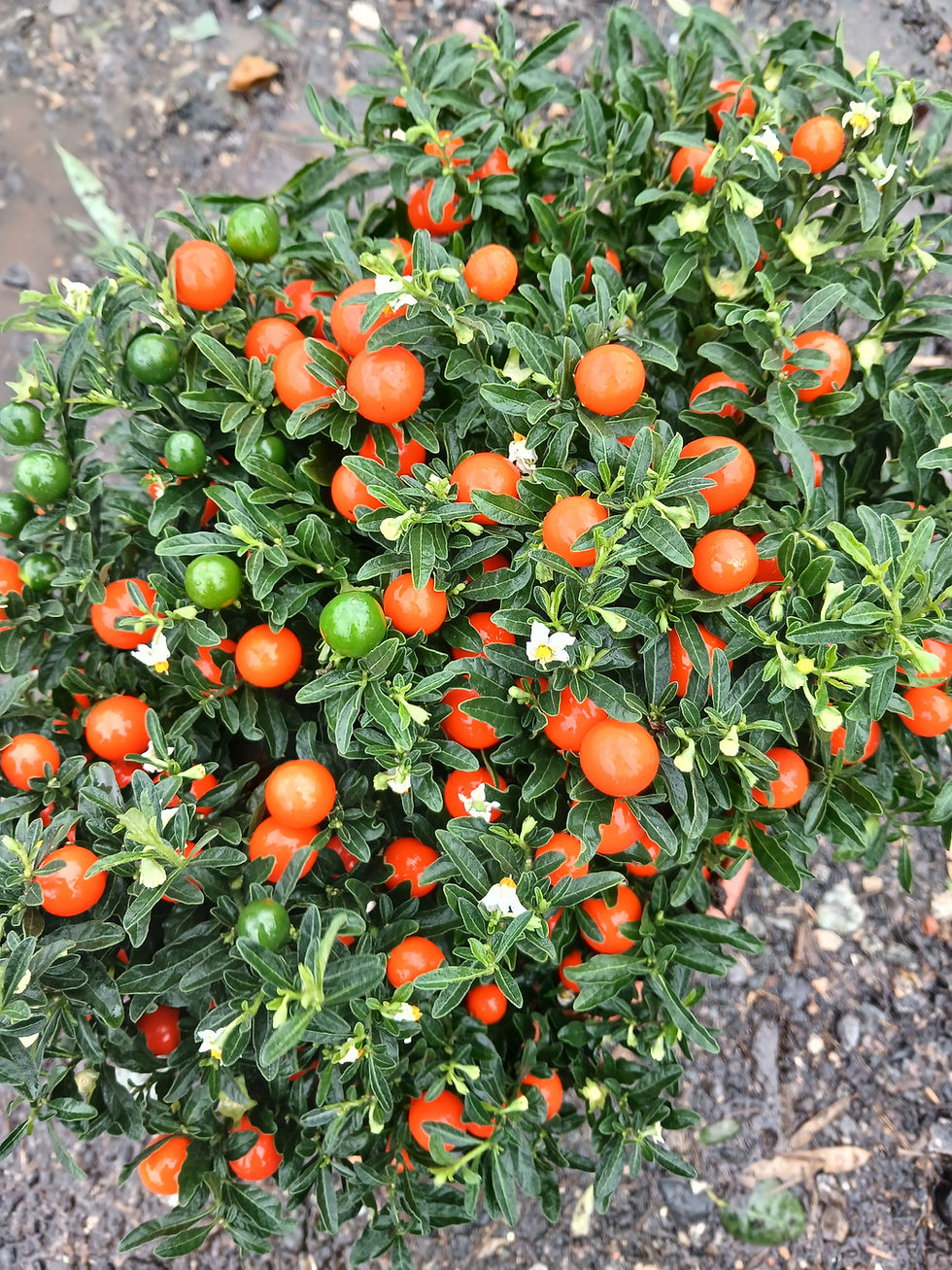 Thumbnail: Christmas Cherry Jersusalem Potted Indoor Shrub Plant