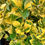 Thumbnail: Evergreen Euonymus Fortunei Emerald 'n Gold 5L Potted Shrub