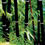 Thumbnail: Phyllostachys Nigra Black Stem Bamboo Large Clump 2-3Stems APPROX 1-1.2m tall
