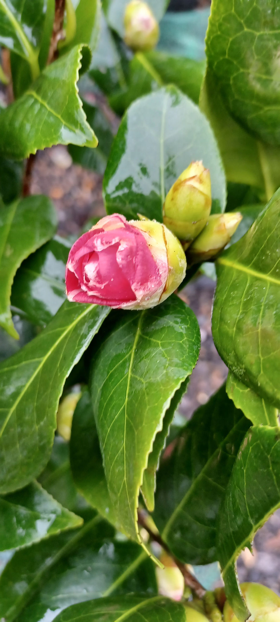 Thumbnail: Camellia Japonica Lavinia Maggi Rosa Pink White Spring Flowering 70cm Tall