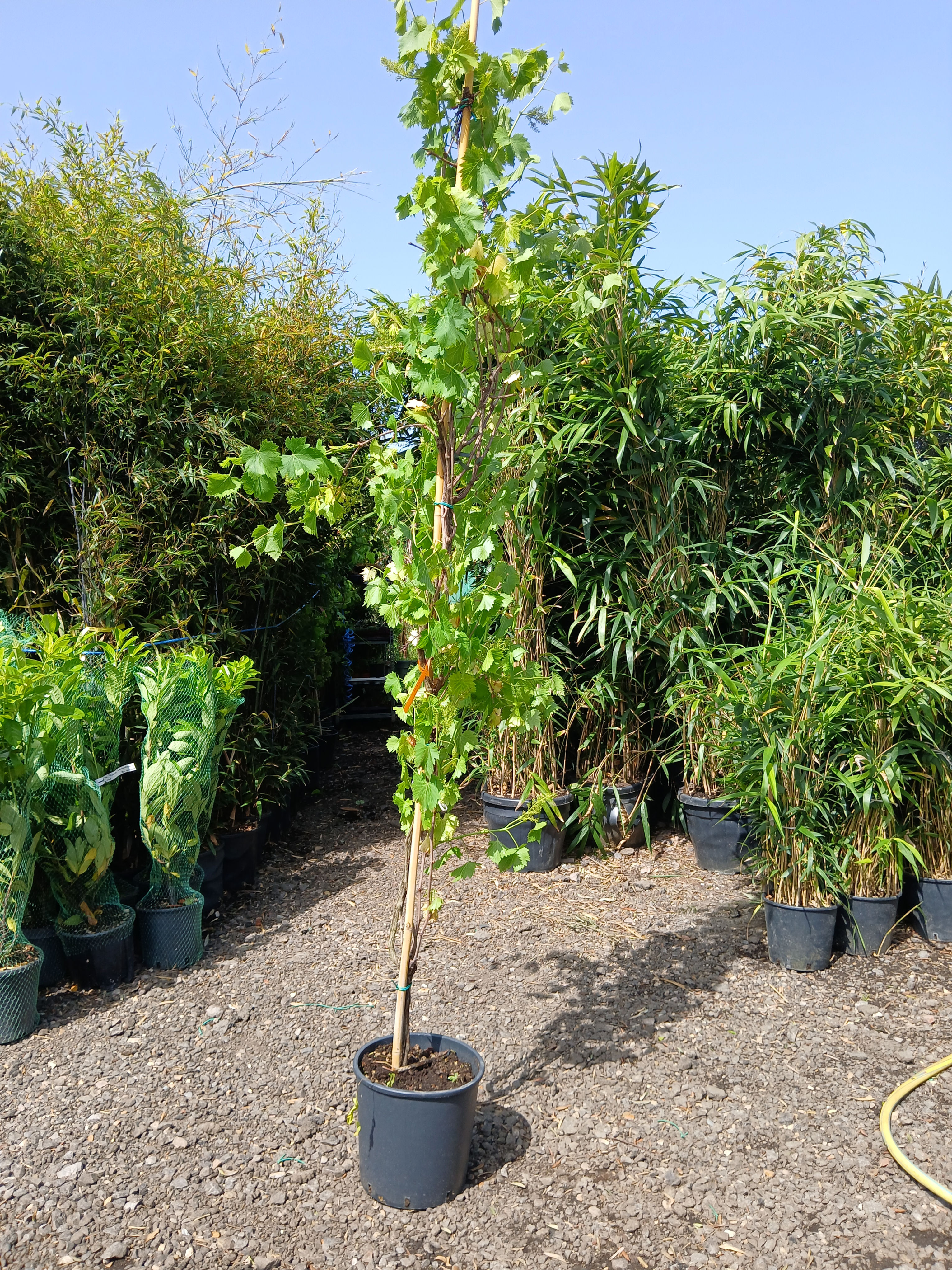 Large Standing Grapevine 'Moscato' 2.5 Metres Tall Potted