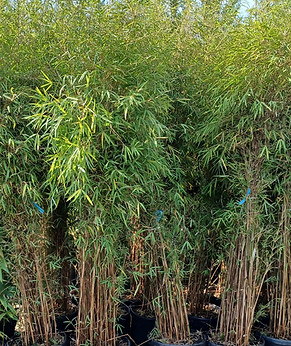 20250907_093420_edited.jpg