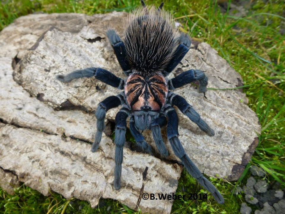 xenesthis sp blue amazon powder blue giant exotics unlimited