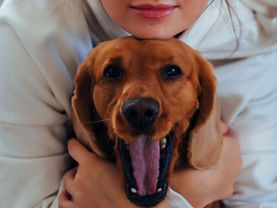 Less Guilt, More Love: Rethinking Responsible Pet Care