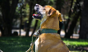 pexels-lucas-porras-1937324539-35723414.jpg